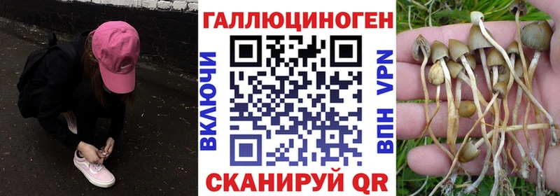 Псилоцибиновые грибы Psilocybine cubensis  мориарти клад  Новоржев 